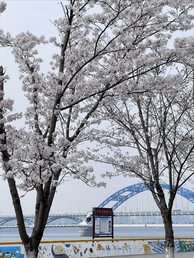 杭州滨江｜最美跑道的樱花進入全盛期～