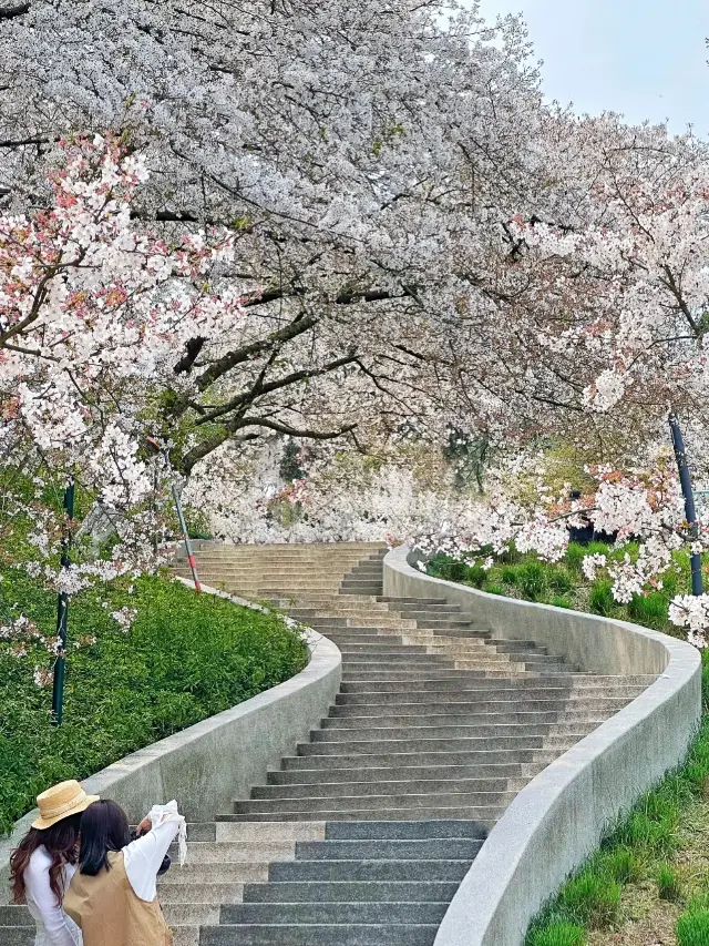 還去什麼日本！杭州最美櫻花階梯在這！