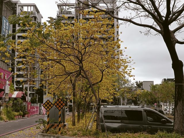 台中北屯黃色，粉色風鈴花