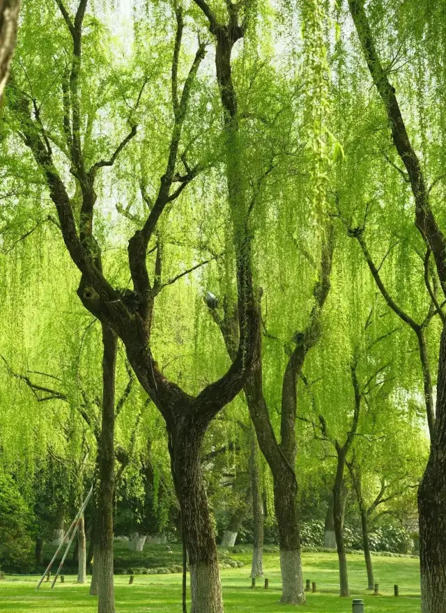 Hangzhou is filled with the greenery of Liu Lang Wen Ying