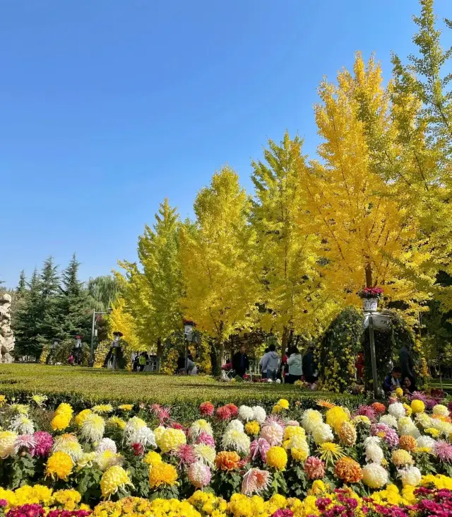 Lanzhou Botanical Garden - Enjoying Chrysanthemums in Autumn