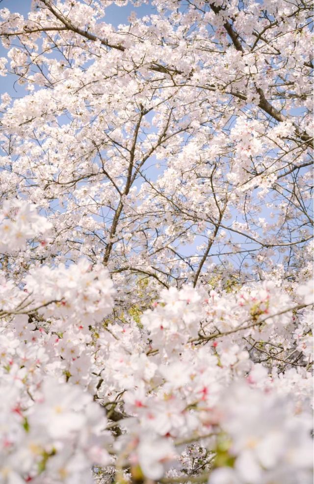 巔峰期TOP鼋頭渚已經終結了比賽(附攻略) 巔峰期TOP鼋頭渚已經終結了比賽(附攻略)