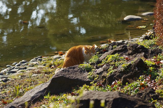 日比谷公園|城市綠洲