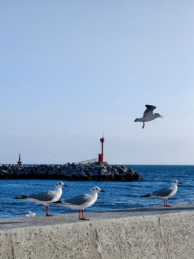 釜山海邊0元徒步一日遊