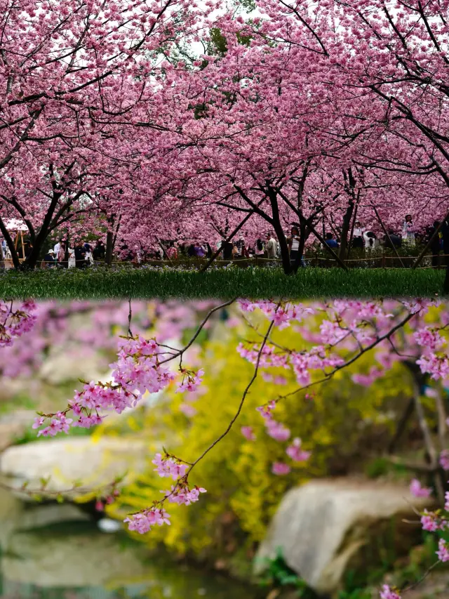 東湖の桜園：ピンクの桜が満開で、ロマンチックな園全体