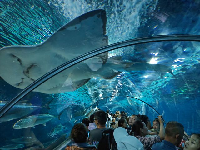 上海海洋水族館