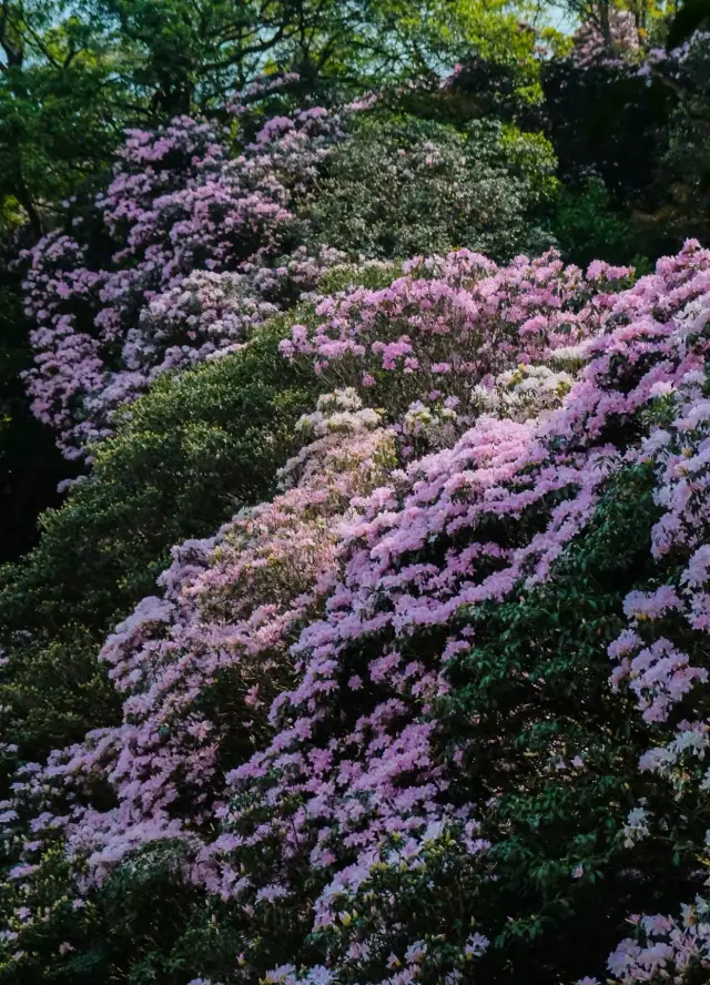 3月は深センで花を楽しむのに最適な聖地で、逃したら1年待たなければなりません