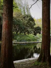 上海公園好去處｜共青森林公園