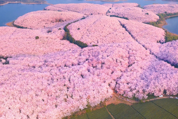 Have you been to the colorful Guizhou to 'go up the spring mountain ...