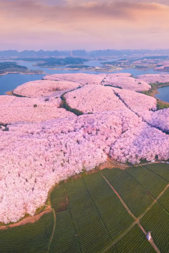 Have you been to the colorful Guizhou to 'go up the spring mountain, where Xiao Xi Huang has dinner' yet?