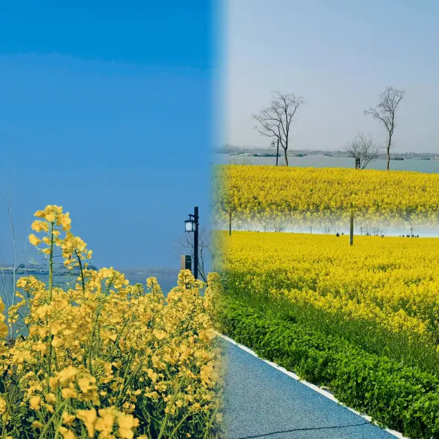 Next is Hangzhou, the top place for viewing rapeseed flowers in China!