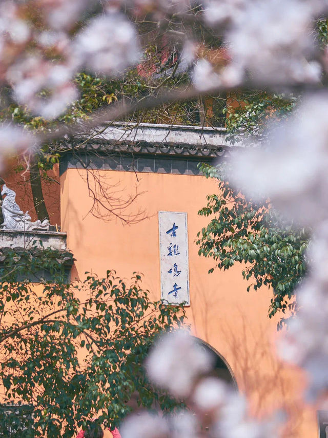 Spring's Embrace at Jiming Temple 💐 