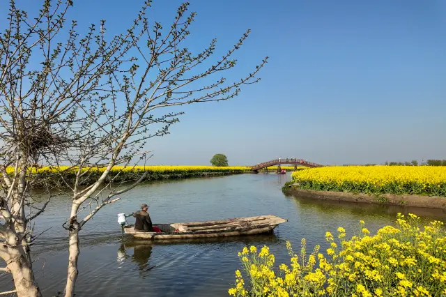 泰州兴化の千垛菜の花