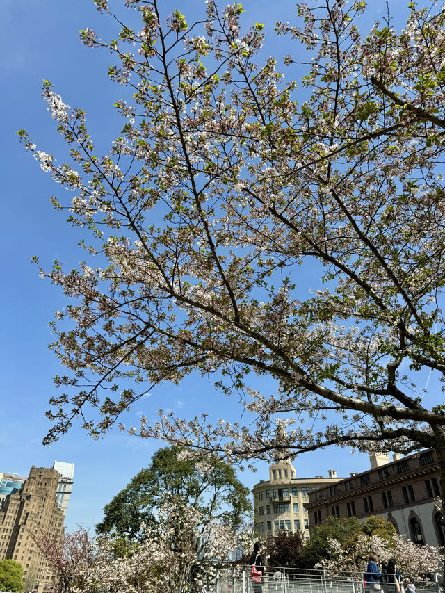 魔都賞花：蘇州河櫻花谷