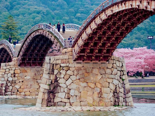 Beautiful Japanese Sakura of Kintaikyo