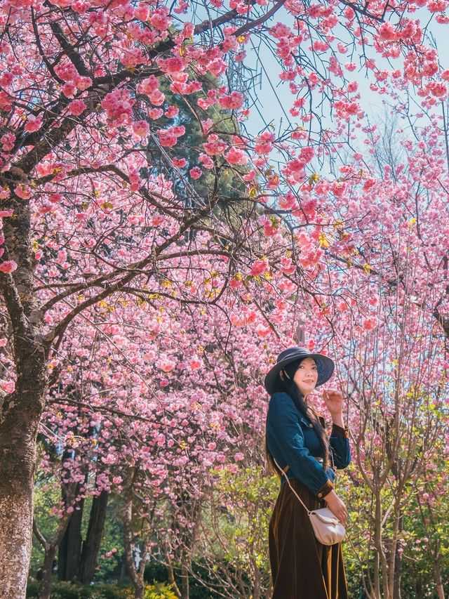 自駕雲南｜昆明周邊小眾賞花踏青好去處：鄭和公園