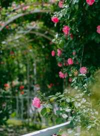 長沙·省植物園|共赴一場關於春天的浪漫花事春天有約 鮮花不誤