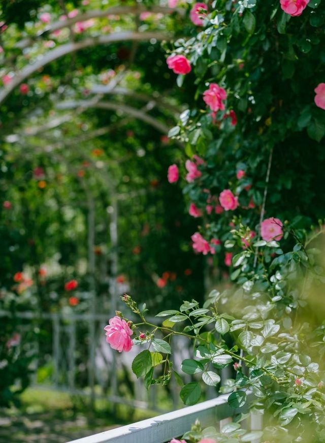 長沙·省植物園|共赴一場關於春天的浪漫花事春天有約 鮮花不誤