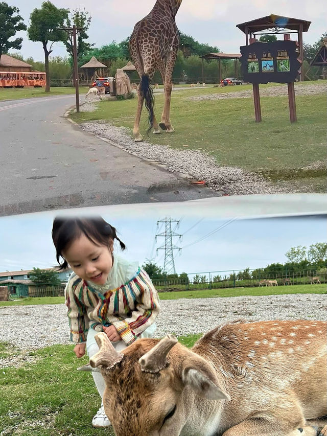 南通森林野生動物園一日遊：驚喜下午時光，值回票價！