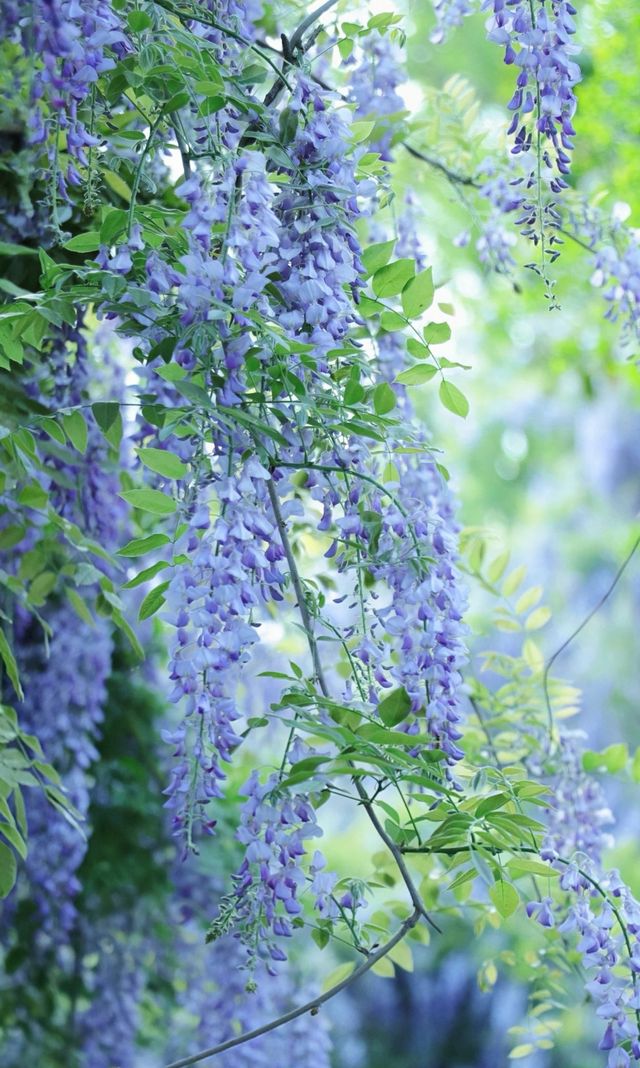 桂湖花園的紫藤花王