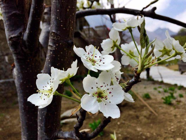 春暖花開時，去川西高原看梨花