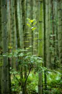 成都周邊徒步好去處陽平玄觀千畝楠竹林