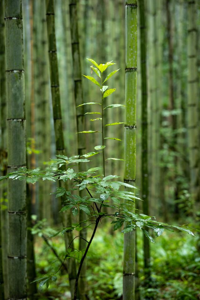 成都周邊徒步好去處陽平玄觀千畝楠竹林