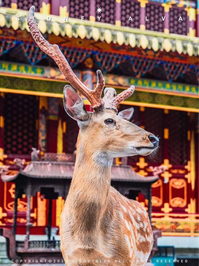 1h來到成都周邊小奈良？🦌樹深時見鹿