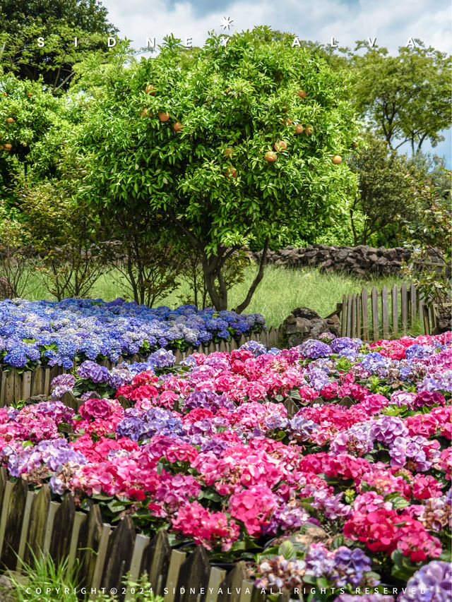 濟州島最早有繡毬花的地方，Manor Blanc別錯過