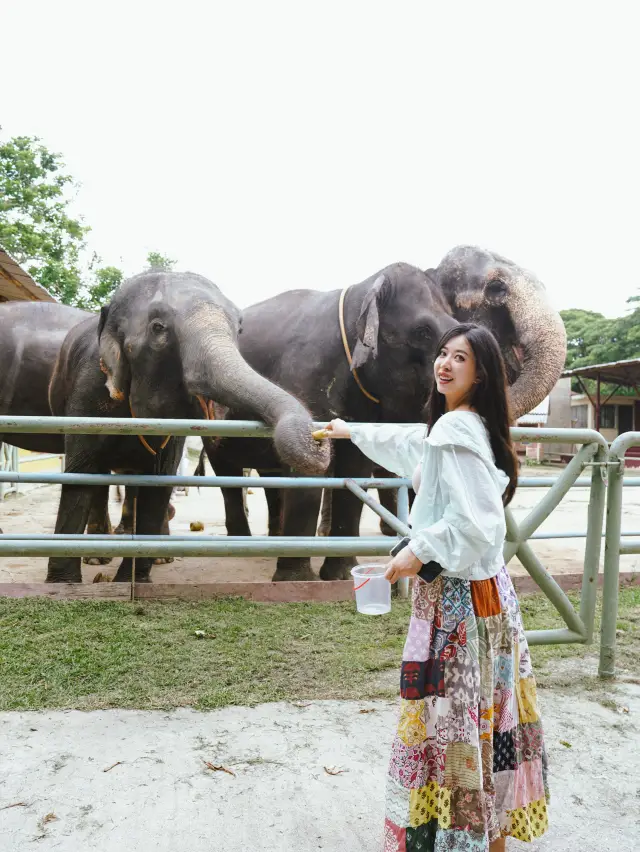 Melaka Safari Truck, get up close with wildlife!