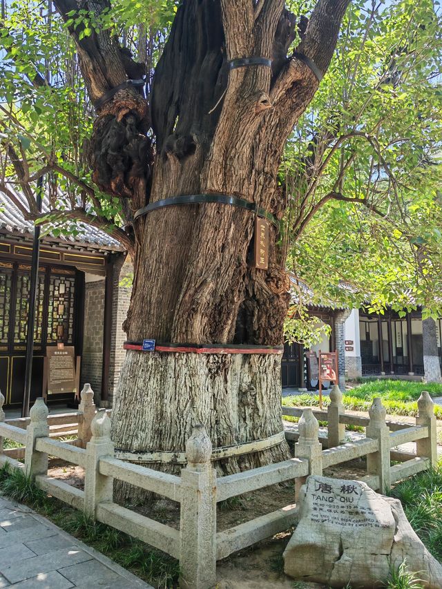 自駕魯中川藏線，去青州范公亭公園