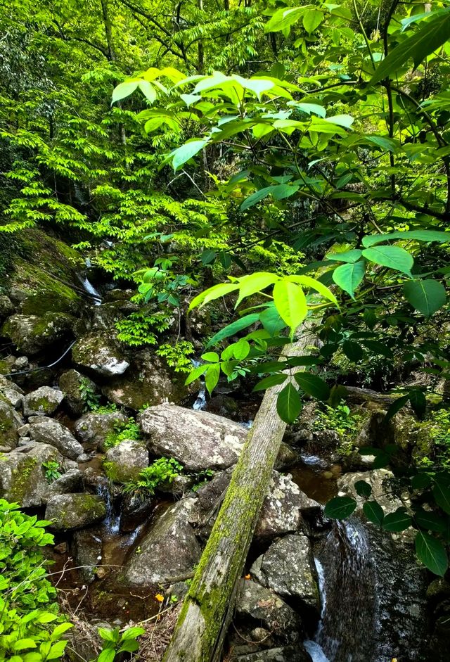 杭州臨安有一座天目山，有森林氧吧的美譽