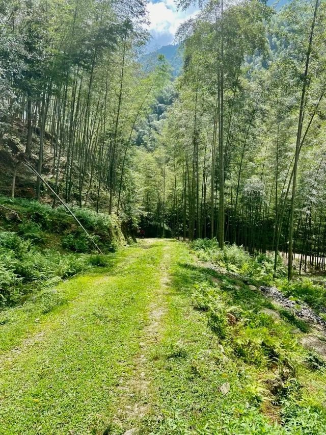 长沙周邊遊 | 株洲神龍谷森林公園