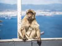 Come see the Apes of Gibraltar!
