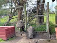 瑪璐考拉和動物公園旅遊攻略。
