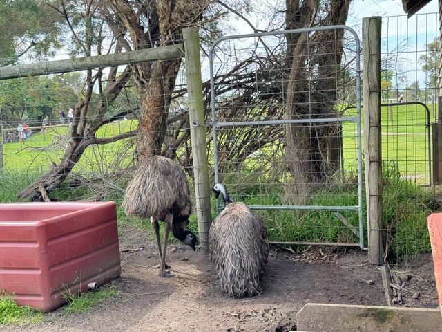 瑪璐考拉和動物公園旅遊攻略。