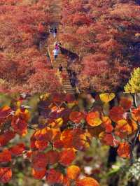 北京最美的賞紅葉棧道。