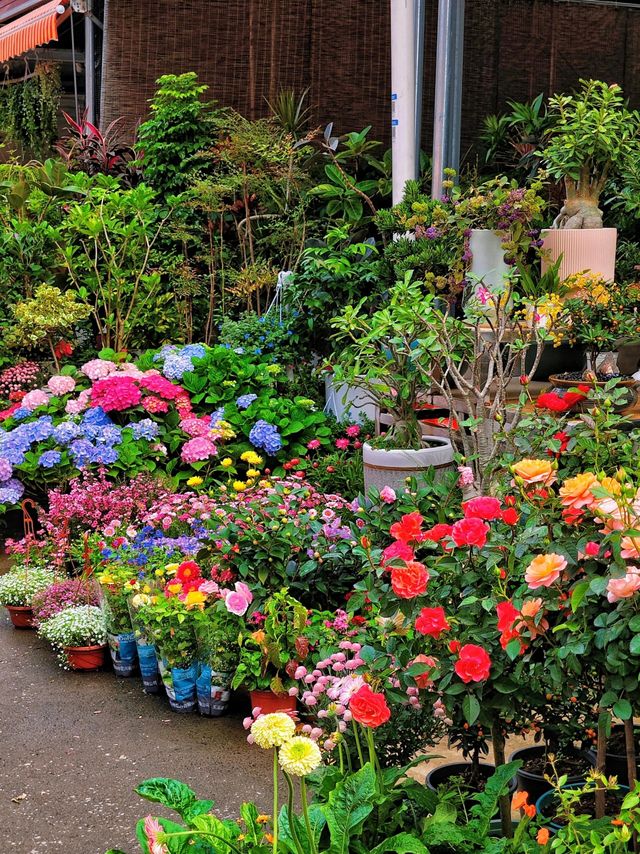 坪洲花市‖逛完花市來特產店買點。