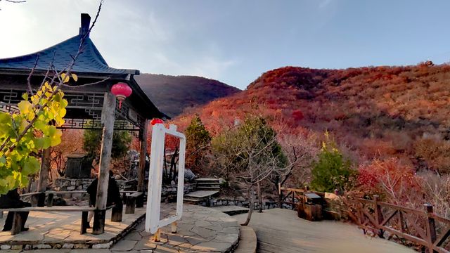 紅葉染盡「坡峰嶺」。