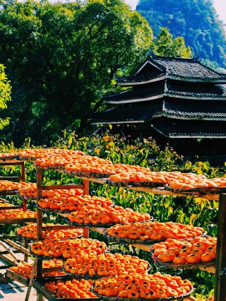 Hongyan Village Persimmon Festival, Gongcheng, Guilin, Guangxi | The Land of Persimmons. 
