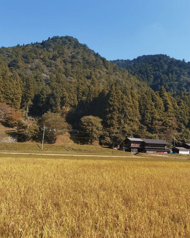 京都小眾郊區-美山町，你還不去嗎？