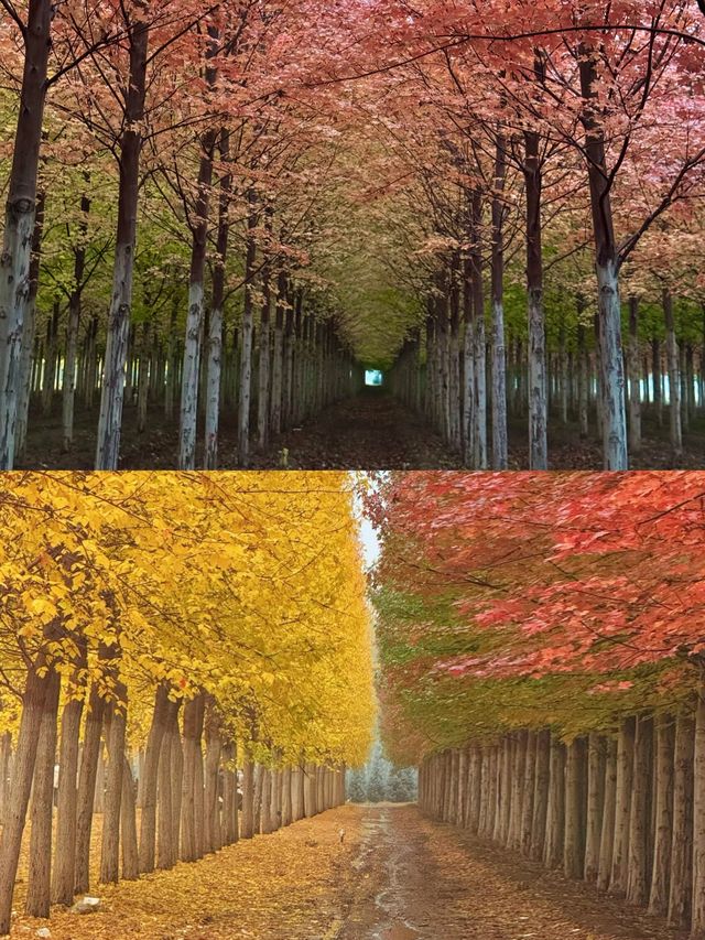 北京最美公路來了！實拍實景定位不私藏。