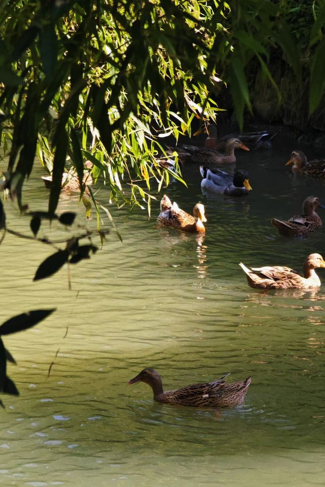 一日遊|杭州自駕1小時安吉免費省錢周末遊攻略。 一日遊|杭州自駕1小時安吉免費省錢周末遊攻略。