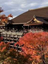 京都｜清水寺紅葉瀑布 風光無限