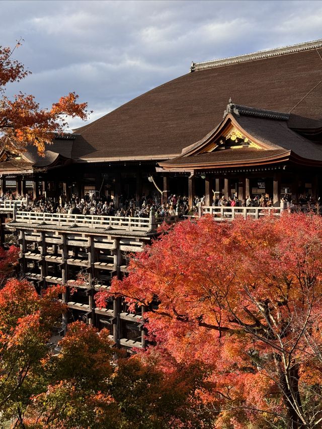 京都｜清水寺紅葉瀑布 風光無限