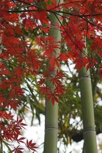 魔都覓秋|去秋霞圃感受秋色紅楓天花板