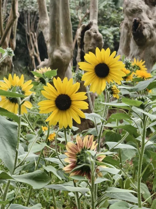 一些真誠的建議｜給去仙湖植物園的姐妹們