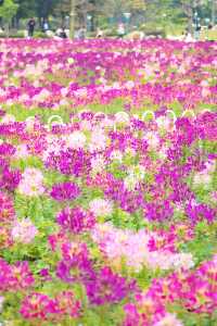 12.14宏城公園醉蝶花實拍，冬日浪漫花海