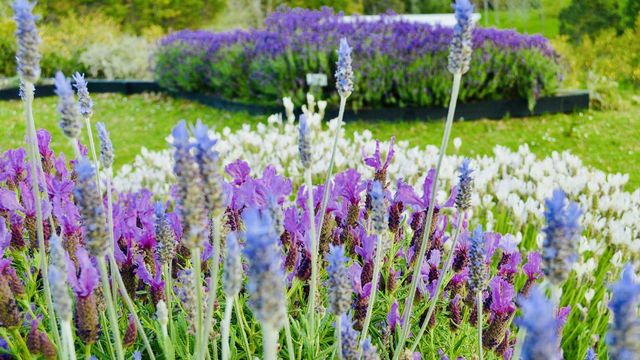 奧克蘭薰衣草農場之旅,夢幻打卡地! 奧克蘭薰衣草農場之旅,夢幻打卡地!