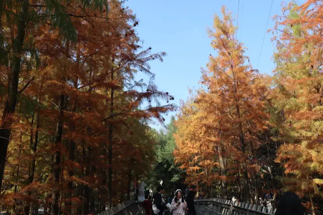 동지에 만 보 넘게 "폭주", 푸다오 메타세쿼이아 감상